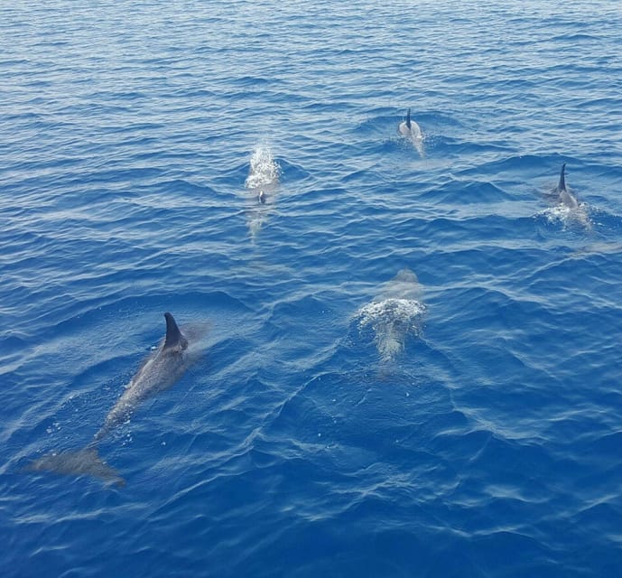 Captain's Choice: Dolphin Watch Sunset Sail - Leaving the Historic Seaport