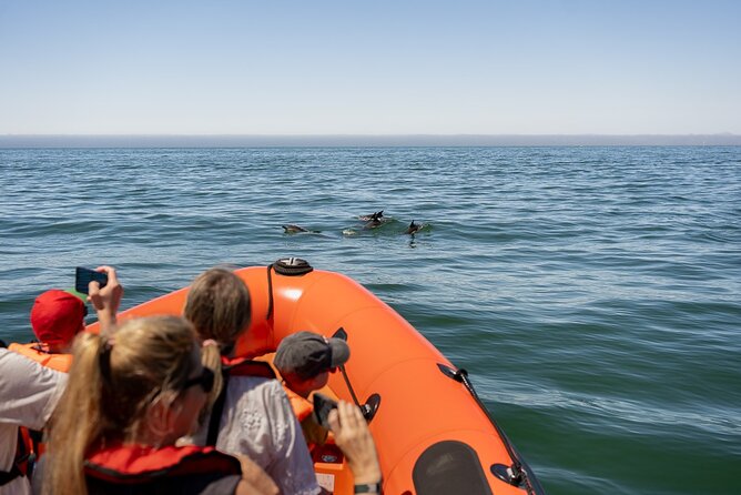 Cascais coast: Dolphin watching - Setting out from Cascais Marina