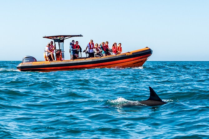 Cascais coast: Dolphin watching - Watching dolphins without crowding them