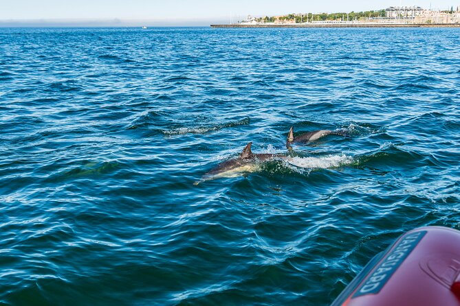 Cascais coast: Dolphin watching - Is $78.02 a fair price?