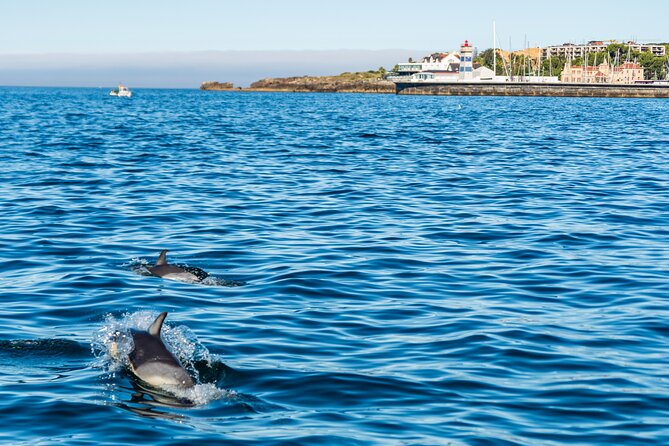 Cascais coast: Dolphin watching - Who will enjoy this Cascais outing most?