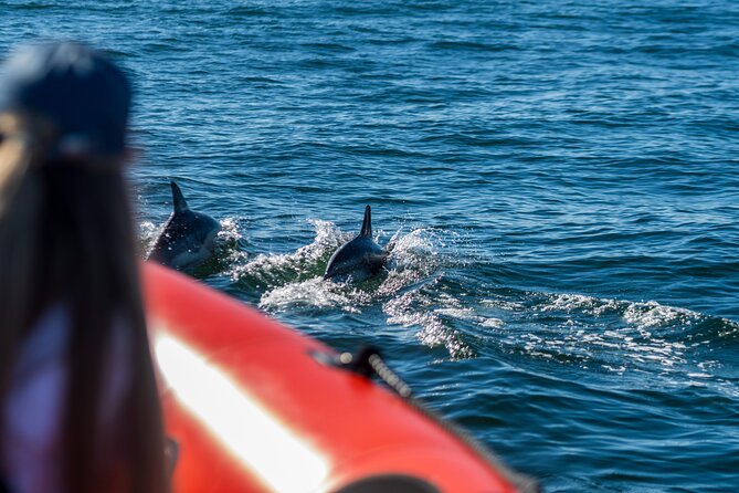 Cascais coast: Dolphin watching - Booking timing and weather planning