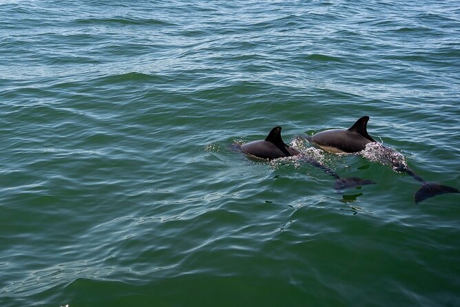 Cascais coast: Dolphin watching - Following dolphin sightings along the coast