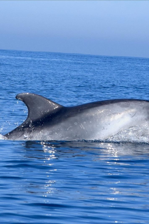 Cascais: Dolphin Watching Speedboat Tour - Key points to know before you go