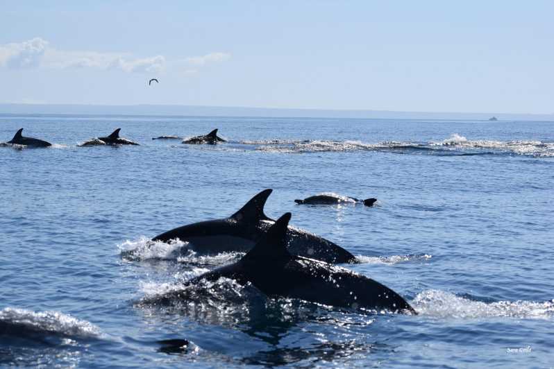 Cascais: Dolphin Watching Speedboat Tour - Leaving Cascais Marina for open water