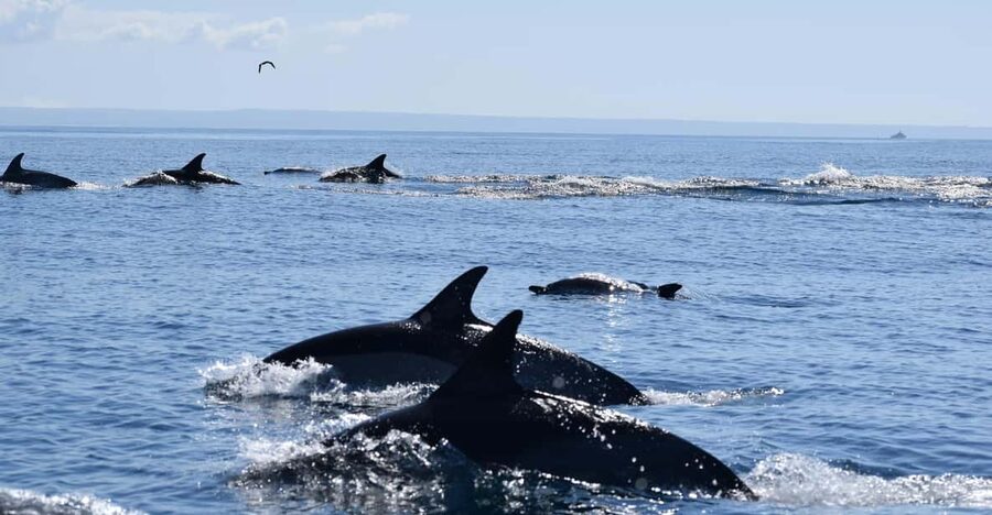 Cascais: Dolphin Watching Speedboat Tour - Finding dolphins in their natural habitat
