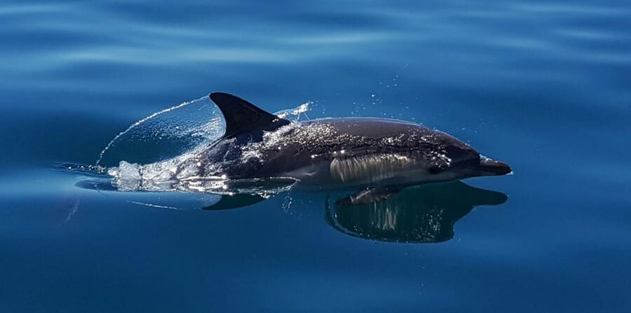 Cascais: Dolphin Watching Speedboat Tour - Whales, orcas, porpoises, and seabirds