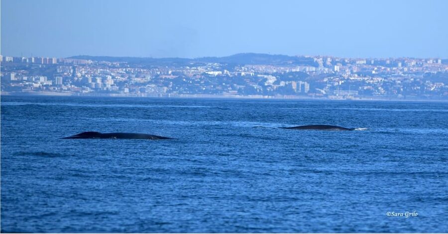 Cascais: Dolphin Watching Speedboat Tour - A wildlife-first crew makes the difference