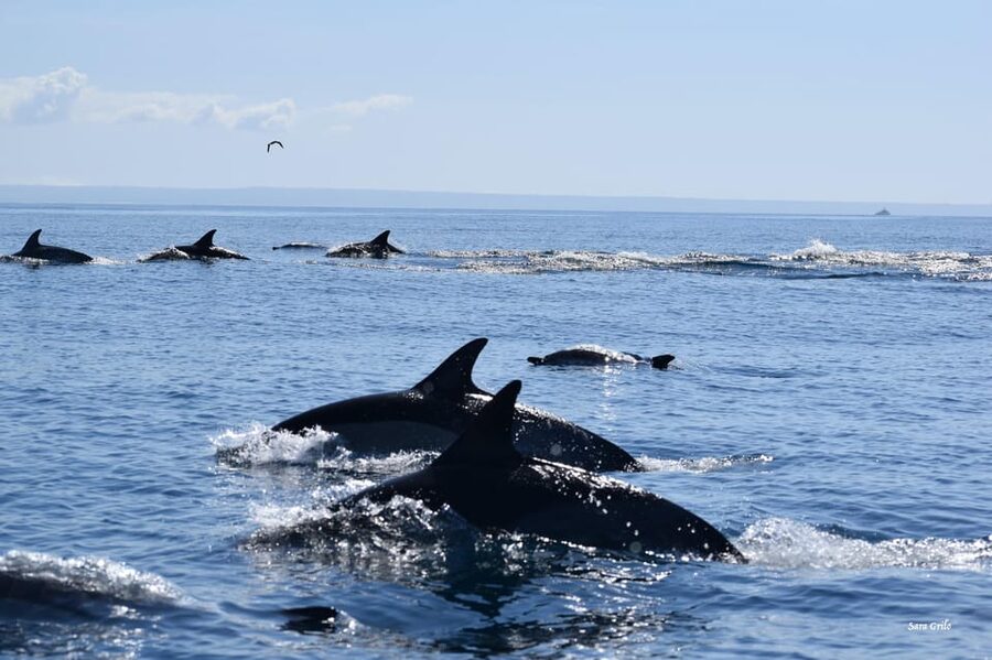 Cascais: Dolphin Watching Speedboat Tour - Why morning departures are usually the smart choice