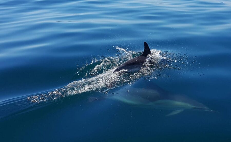 Cascais: Dolphin Watching Speedboat Tour - What the $76 price really buys you