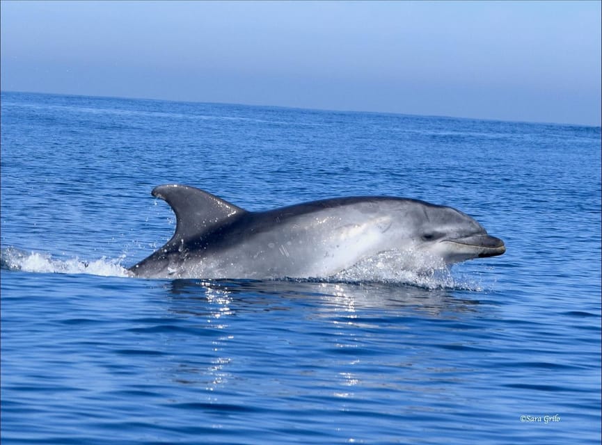 Cascais: Dolphin Watching Speedboat Tour - Who will enjoy this most