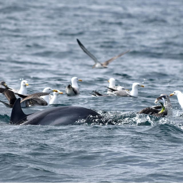 Cascais: Dolphin Watching Speedboat Tour - The speedboat ride from Cascais