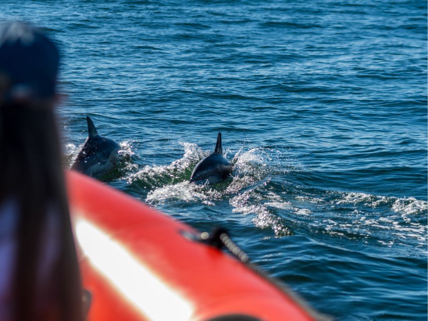 Cascais: Dolphin Watching Tour - Key points to know before booking