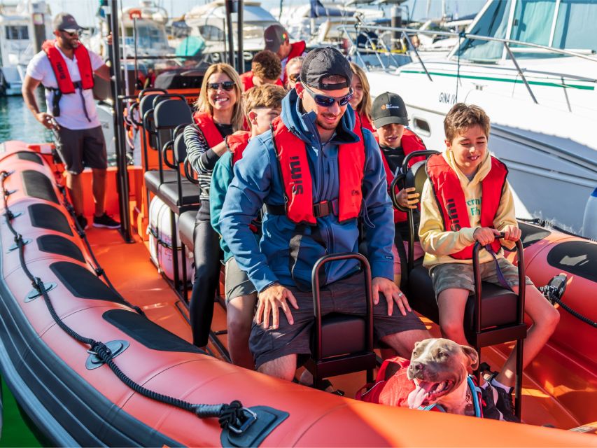 Cascais: Dolphin Watching Tour - Dolphins without the showmanship