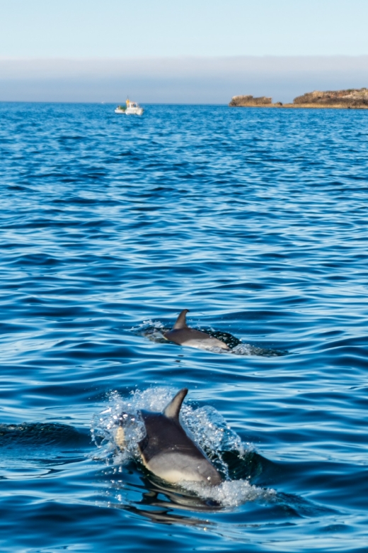 Cascais: Dolphin Watching Tour - Who will enjoy this boat trip most?