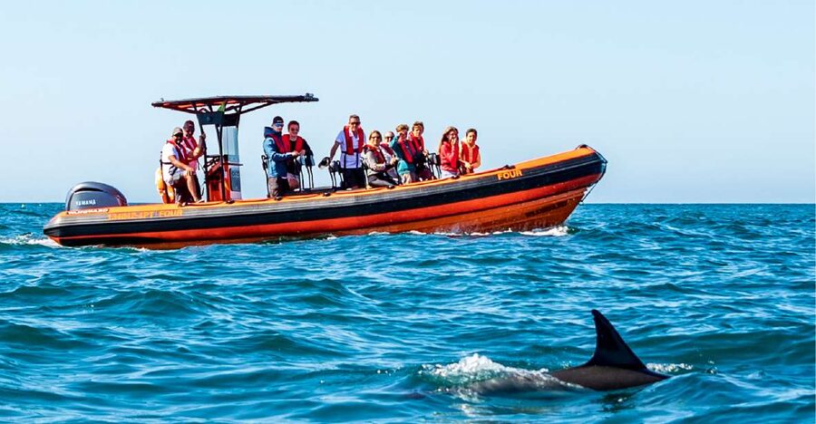 Cascais: Dolphin Watching Tour - Practical advice for a better outing