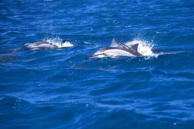 Catamaran Cruise to Ile Aux Bénitiers: Dolphin watch, Crystal Rock & Transfer - A long day built around Mauritius’ southwest coast
