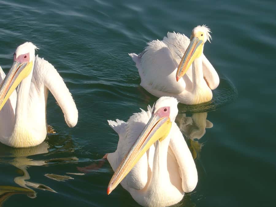 Catamaran Dolphin Cruise and Sandwich Harbour Tour - Key points to know before you book