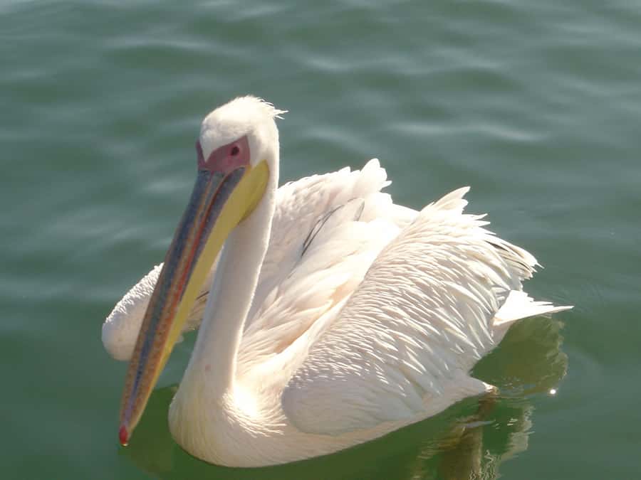 Catamaran Dolphin Cruise and Sandwich Harbour Tour - A full day that connects sea, salt, sand, and wildlife