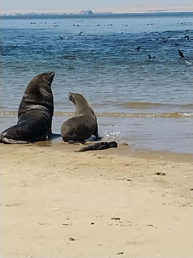 Catamaran Dolphin Cruise and Sandwich Harbour Tour - A picnic stop with lunch and local drinks