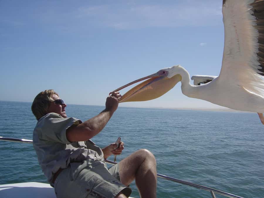 Catamaran Dolphin Cruise and Sandwich Harbour Tour - From Swakopmund to Walvis Bay in about 40 minutes