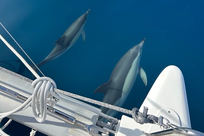 Catamaran Sailing Experience Manilva Tapas Drink Dolphins Swim Stop - Key points at a glance