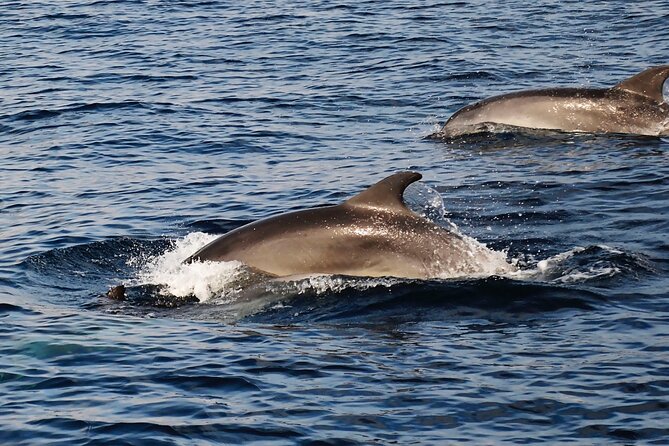 Catamaran Sailing Experience Manilva Tapas Drink Dolphins Swim Stop - Who will enjoy this most?