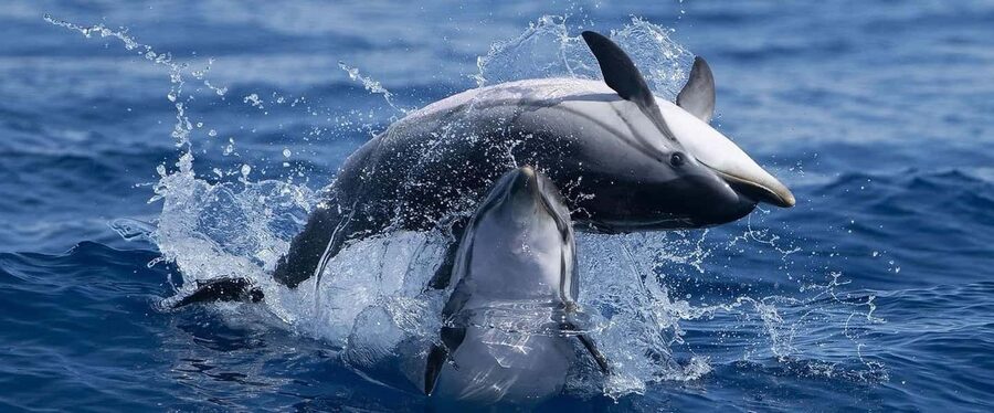 Caves & Dolphins - Combined Trip - Key points at a glance