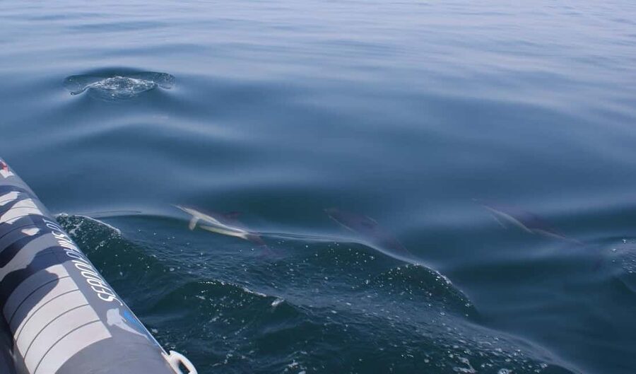 Caves & Dolphins - Combined Trip - What is included, and what you need to plan around