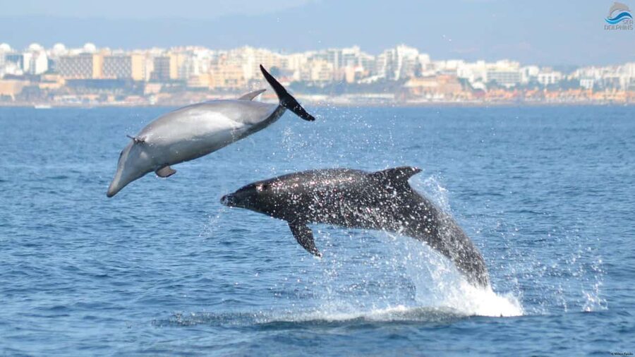 Caves & Dolphins - Combined Trip - Booking flexibility and timing