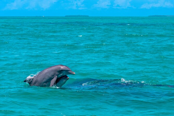 Champagne Dolphin Sail and Reef Snorkel - Weather, booking, and practical planning
