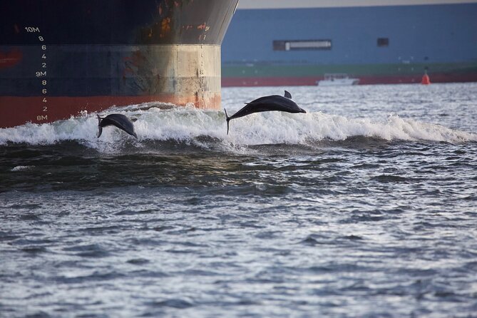 Charleston Harbor Sunset Cruise Scenic Views and Dolphin Spotting - Dolphins, pelicans, and the limits of wildlife watching
