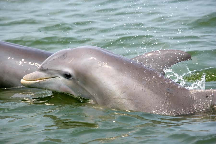 Charleston: Schooner Sailing Harbor Tour & Dolphin Watch - Charleston Harbor views from Fort Sumter to Castle Pinckney