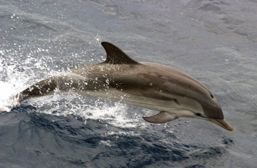 Charleston: Sightseeing Harbor Tour & Dolphin Watch - Key points to know before boarding