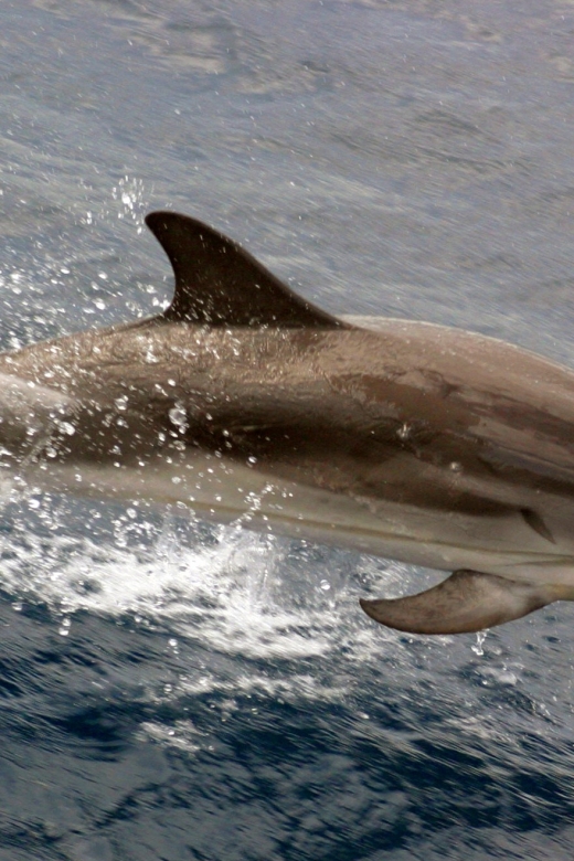 Charleston: Sightseeing Harbor Tour & Dolphin Watch - Choosing between Patriots Point and Aquarium Wharf