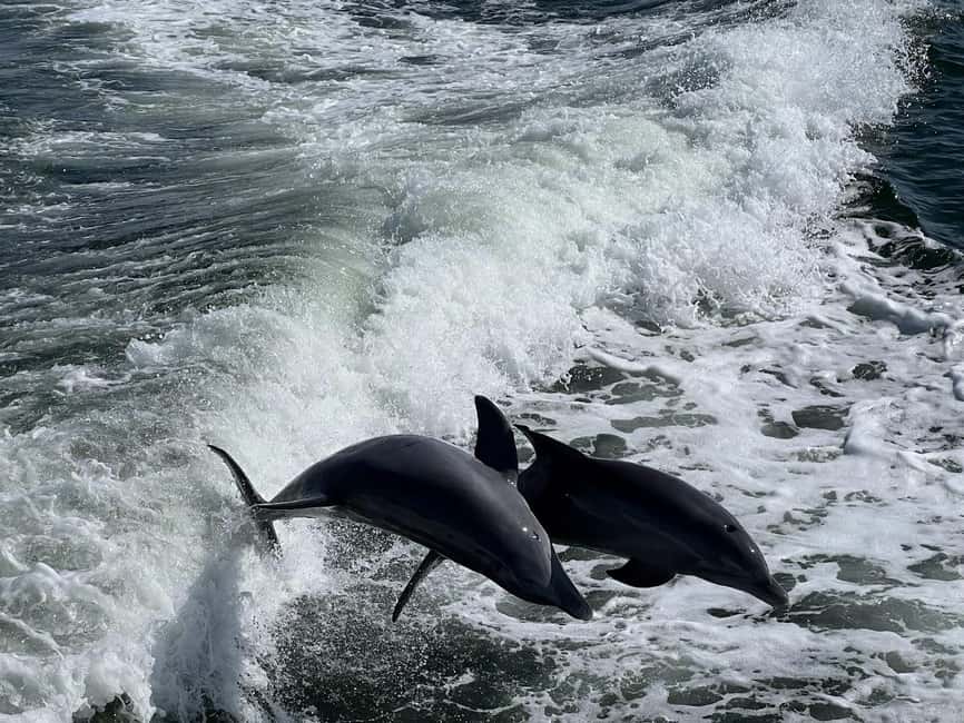 Charlotte Harbor: Dolphin Discovery Day Cruise - Key Points Before You Book