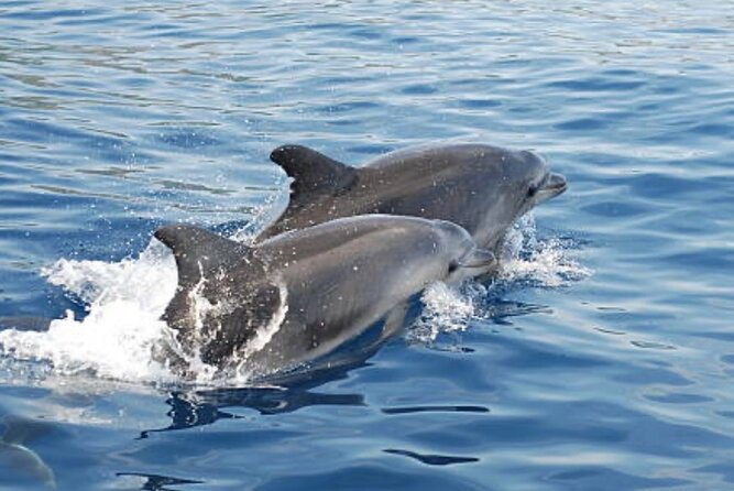 Chincoteague Dolphin Watching Boat Tour - Why a six-person limit changes the experience