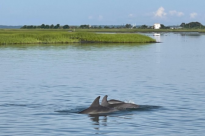 Chincoteague Dolphin Watching Boat Tour - Is $88 per person a fair price?