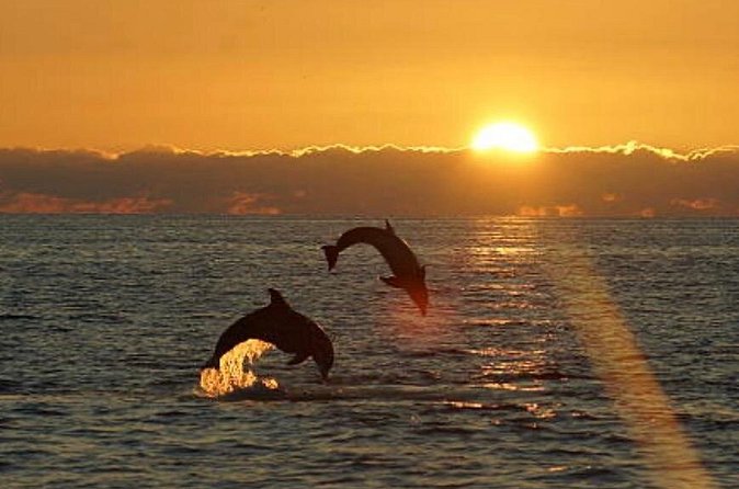 Chincoteague Dolphin Watching Boat Tour - Meeting point, timing, and what to bring