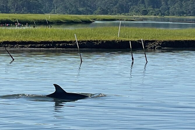 Chincoteague Dolphin Watching Boat Tour - Dolphins are the headline, but keep watching for birds and ponies