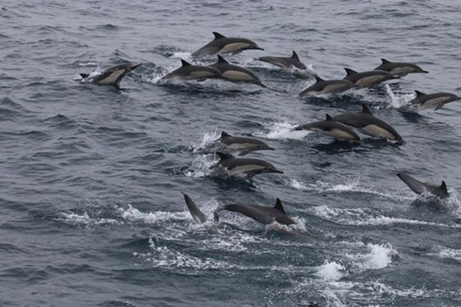 City Cruises San Diego: Whale and Dolphin Watching Adventure - Key details before you book