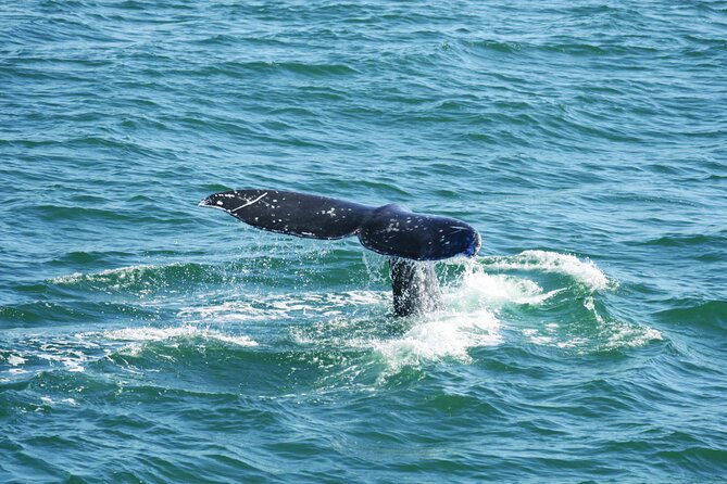 City Cruises San Diego: Whale and Dolphin Watching Adventure - The harbor departure gives you more than whale watching
