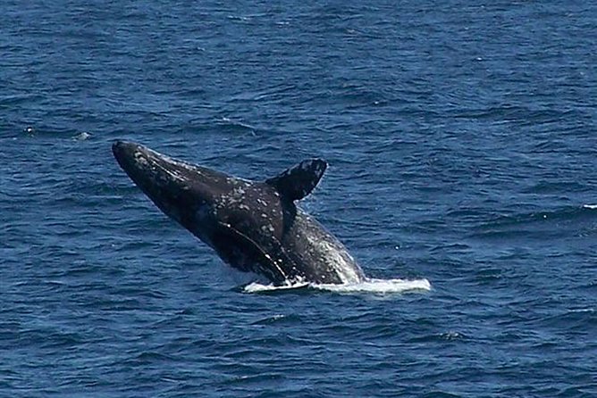 City Cruises San Diego: Whale and Dolphin Watching Adventure - The captain and naturalists make the waiting worthwhile