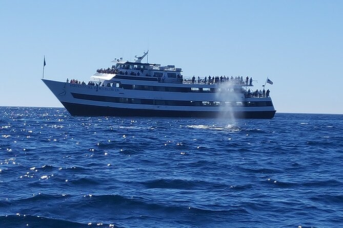 City Cruises San Diego: Whale and Dolphin Watching Adventure - What a typical sighting actually looks like