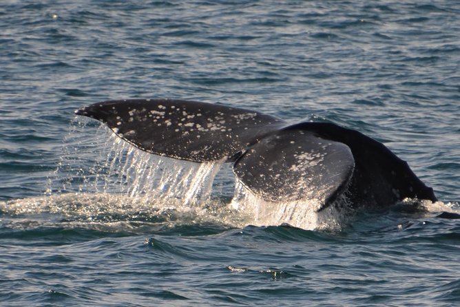 City Cruises San Diego: Whale and Dolphin Watching Adventure - Three hours in winter, four hours in summer