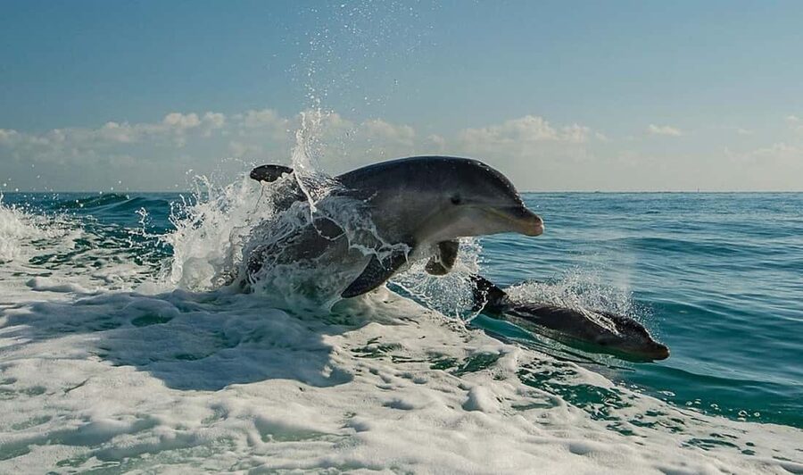 Clearwater Beach: Dolphin Excursion - Flippers Fun Boat - What the $27 Clearwater boat ride delivers