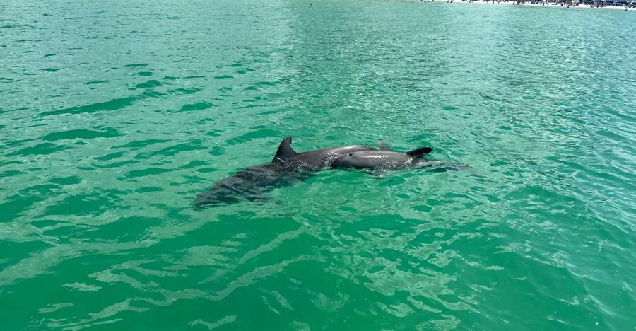Clearwater Beach: Dolphin & Island Sandbar Cruise - Cruising out from Clearwater Beach