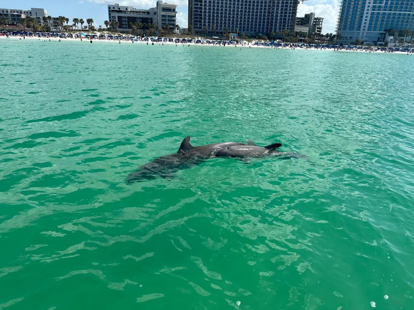 Clearwater Beach: Dolphin & Island Sandbar Cruise - Family value, comfort, and practical limits