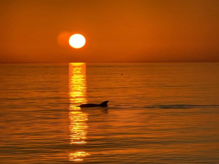 Clearwater Beach: Dolphin-Watching Sunset Cruise - What happens during the 90-minute route