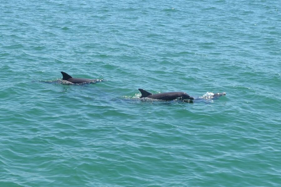 Clearwater: Cruise with Guaranteed Dolphin Sightings - The dolphin search and the free return promise